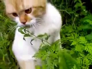 Упоротый кот