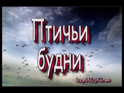 Фильм из жизни птиц для детей и взрослых!!!