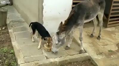 Осел против Пса