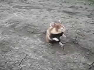 Berserk Hamster - Бешеный хомяк