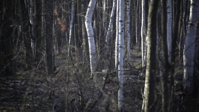 Бузулукский бор