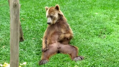 Вышел мишка на крыльцо...