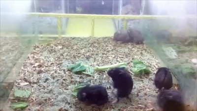 харлем шейк