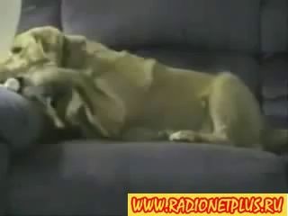 злая собака