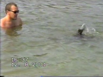 Собака в воду-за-палкой-ныряка