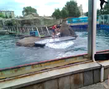 Дельфинарий Московского зоопарка