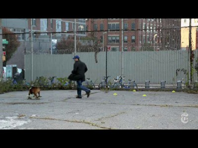 Собака-скейтбордяка