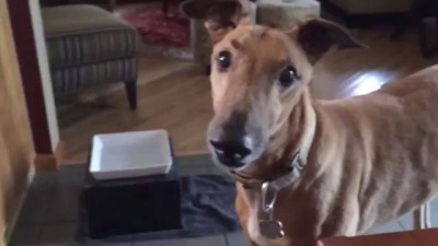 Собака-бензопилака