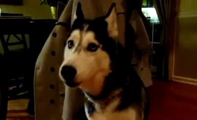 Пес говорит