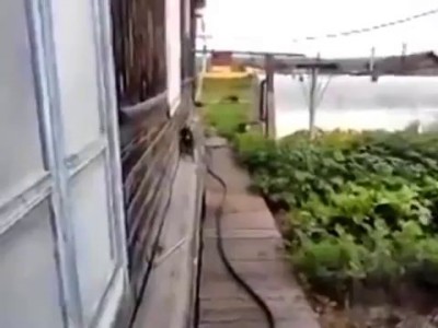 Пес спасает жизнь коту :)