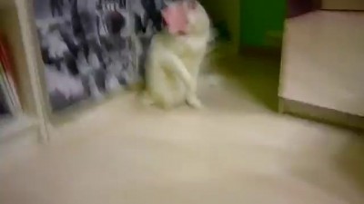 Кот vs Стикер