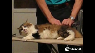 массаж для котэ 