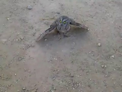 Не обижай сову