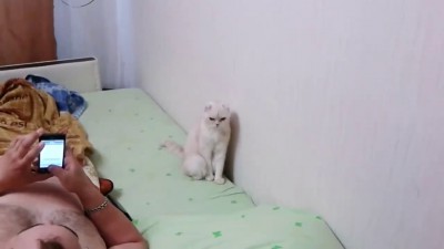 Кот патриот