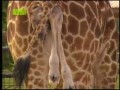 Рождение жирафа