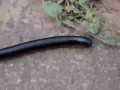 Large Millipede
