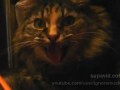 Жарко стало котику