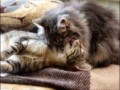 Котейки развлекаются...