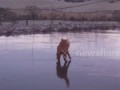 Кот на льду