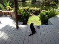 Kitty vs Raccoon