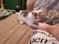 Котопёс