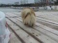 Прикольный Шпиц Моня на Черном Море