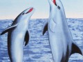 804116688_w640_h640_plyazhnoe-polotentse-delfin