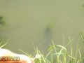 Рыбку будем кушать