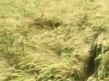 Счастье для спаниеля