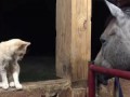 Лошадь вылизывает  кота