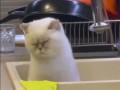 Кот