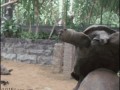 черепахи hard-sex
