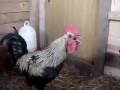 Адский голос петуха!