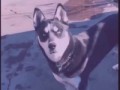 ВЗГЛЯД
