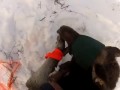 Лось отплатил за всё по полной)