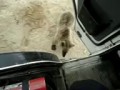 Водитель и медведь