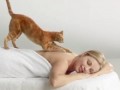 Кот-массажист (Light Massage Cat)