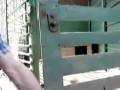 Очень умная собака - побег Dog Jailbreak