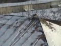 Ворона катается на крышке