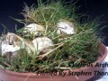 Clathrus archeri (Devil's Fingers / Octopus Stinkhorn fungi) erupting from their eggs time lapse