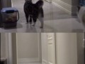 Кошачья грусть потери