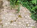 old-stone-wall-ivy-as-background-65150825