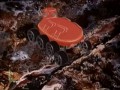 И мама меня простит
