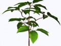 baum
