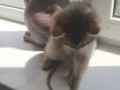 Котики