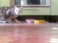 Кошка стесняется