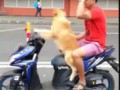 ◀ Dog Driving Scooter