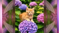 Котенок в саду