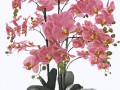 blume 8