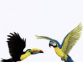 tropical-birds-combo-pack-jungle-animals-wall-decals-stickers_ff8c7478-d479-4fce-9204-f50303ace2e7_1